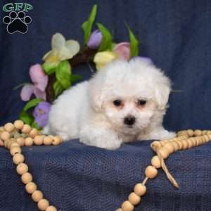Jellybean (Tiny), Bichon Frise Puppy